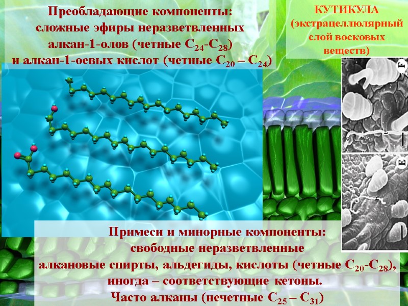 КУТИКУЛА (экстрацеллюлярный слой восковых веществ) Преобладающие компоненты: сложные эфиры неразветвленных алкан-1-олов (четные С24-С28) 